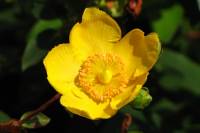 summerflowers150828-04.jpg