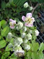 summerflowers150828-05.jpg