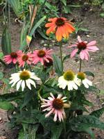 summerflowers150828-06.jpg