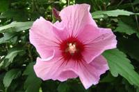 summerflowers150828-07.jpg