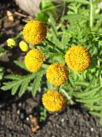 summerflowers150903-01.jpg
