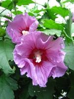 summerflowers150903-02.jpg