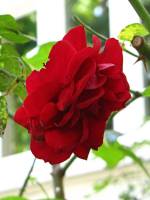 summerflowers150909-01.jpg