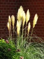 summerflowers150909-02.jpg