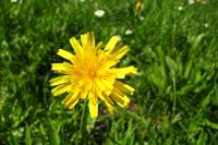 summerflowers150909-03.jpg