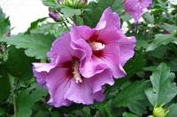 summerflowers150915-01.jpg