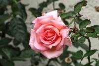 summerflowers150915-02.jpg