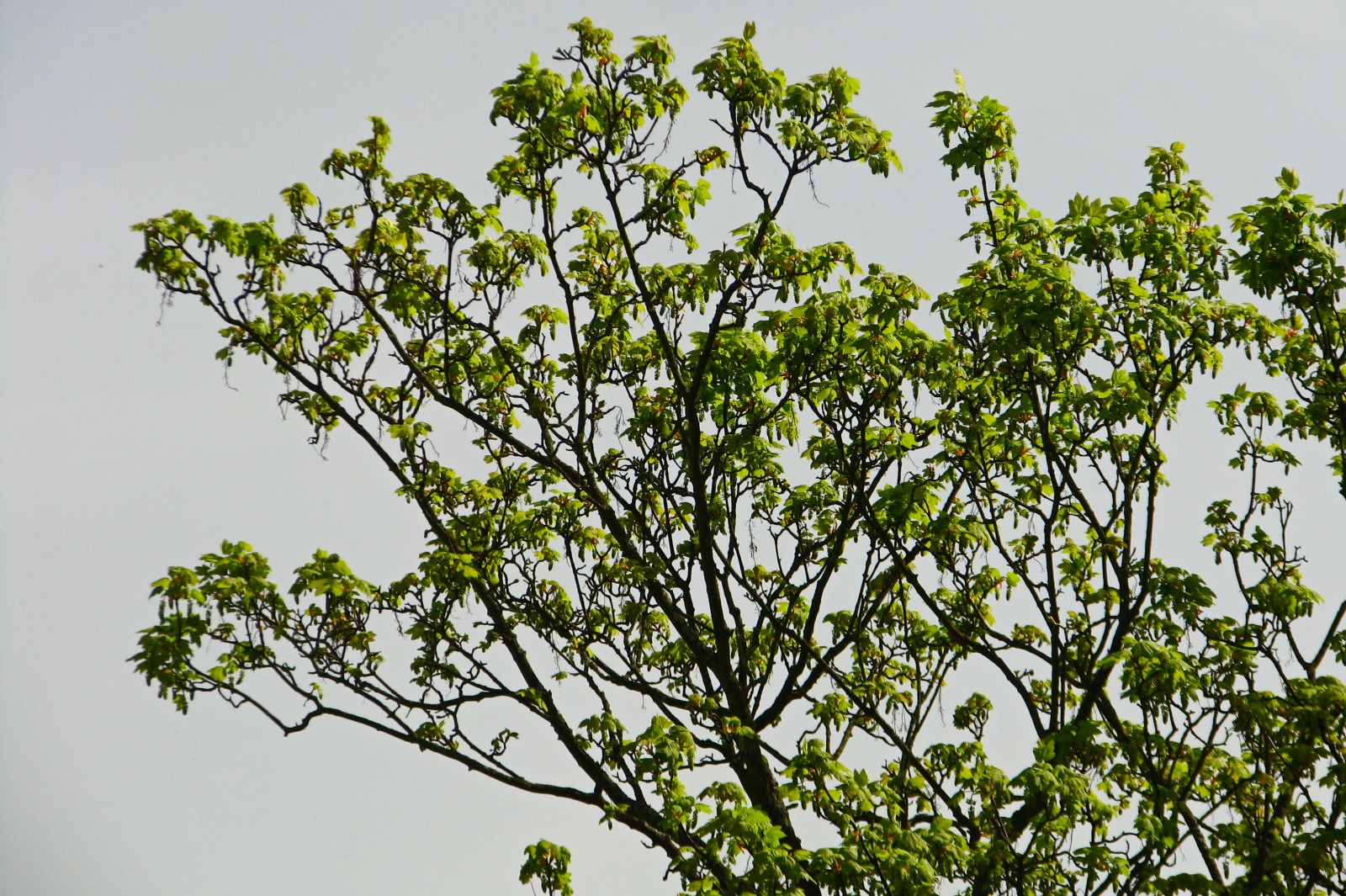 140403mapletop.jpg