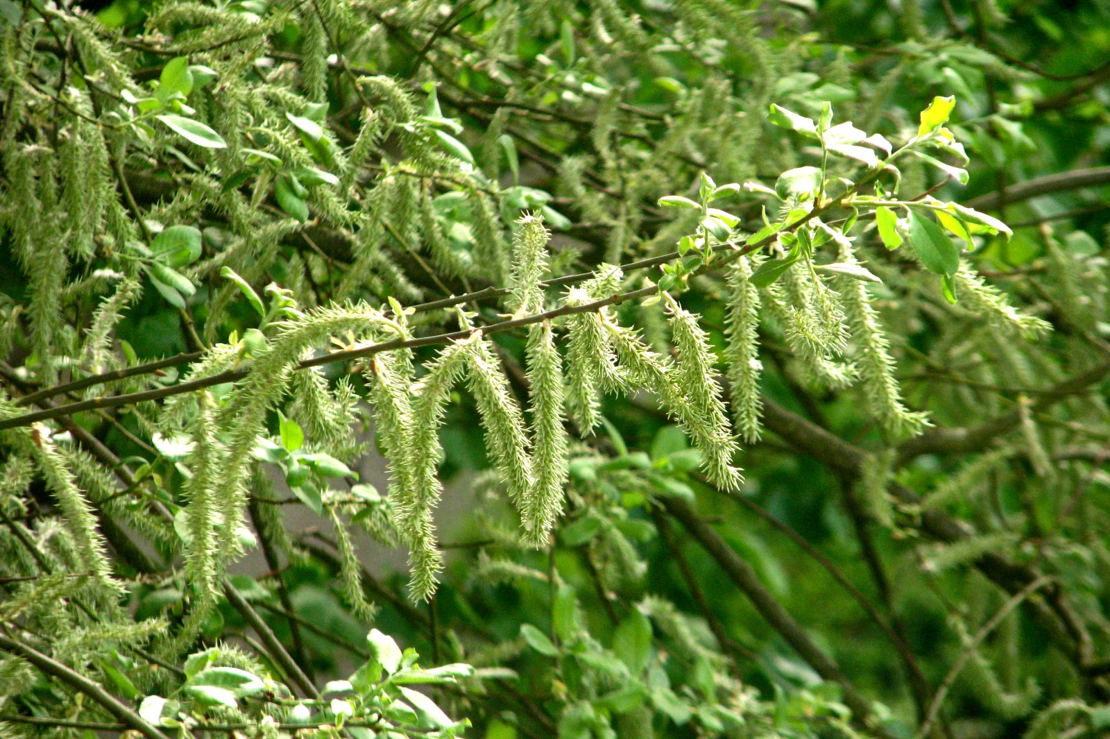 140407flooftree.jpg