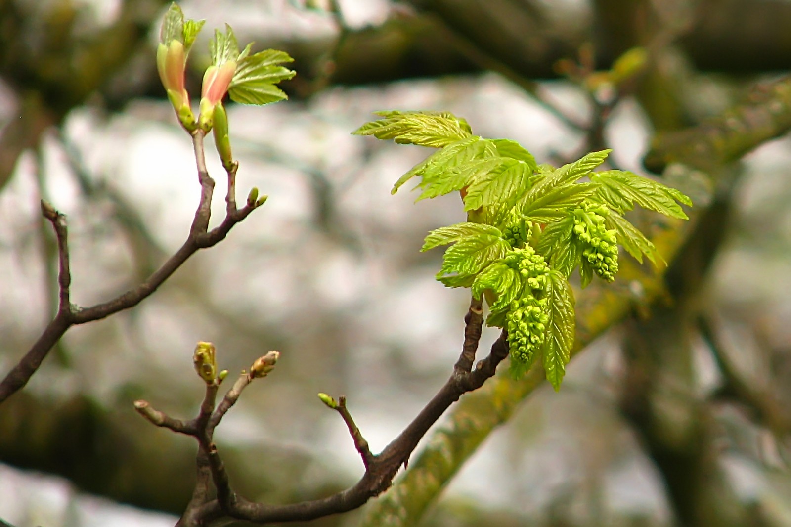 140407maple1.jpg