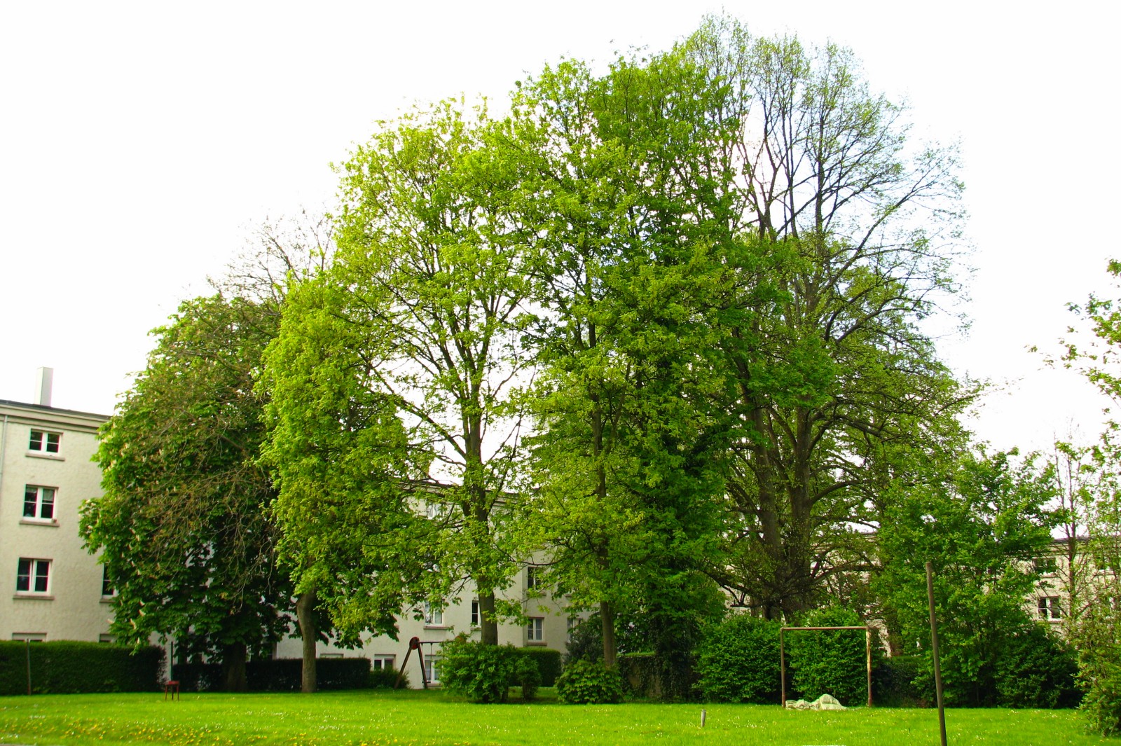 140415backyardtrees.jpg