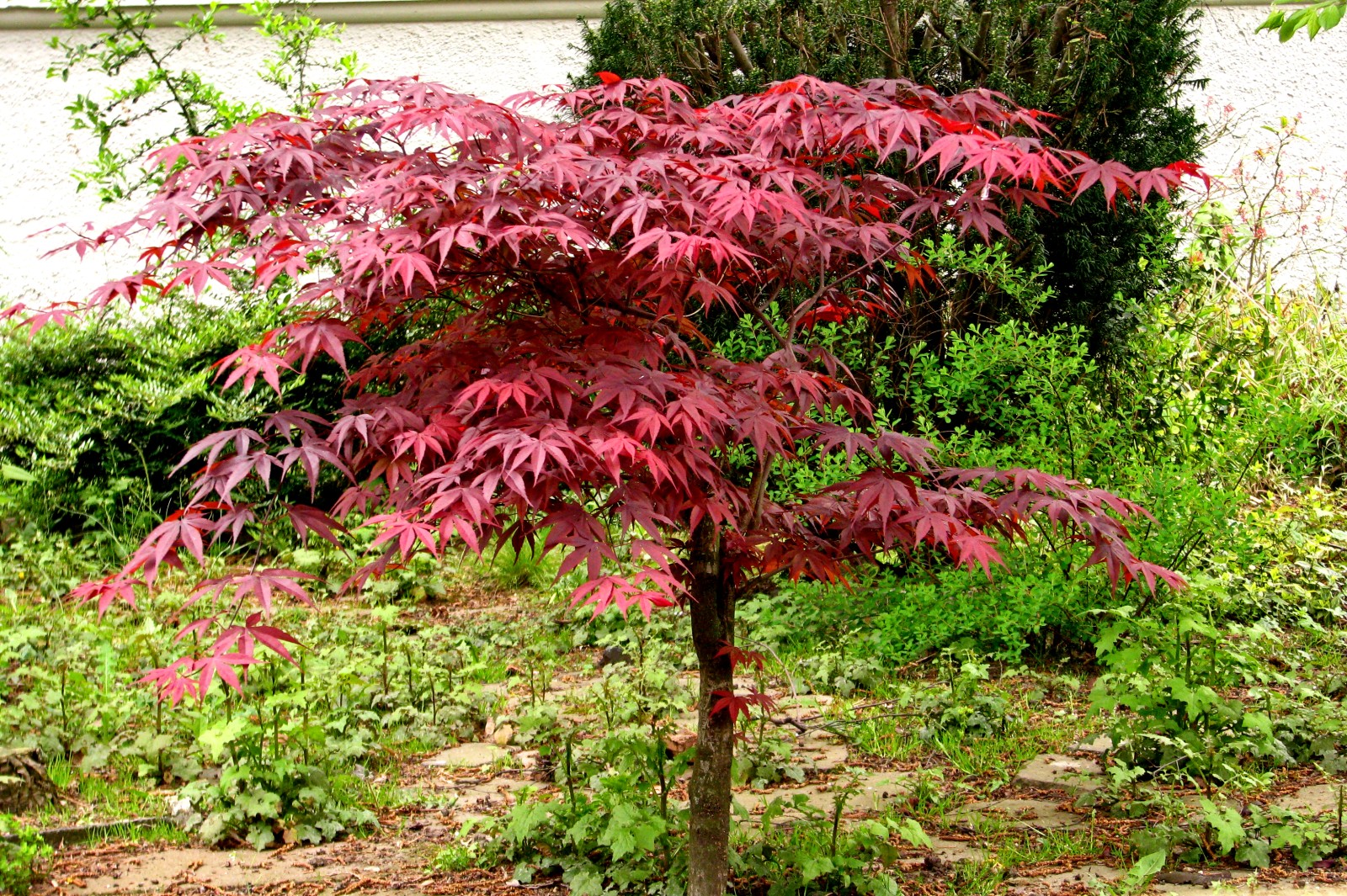 140415littlecopperbeech.jpg