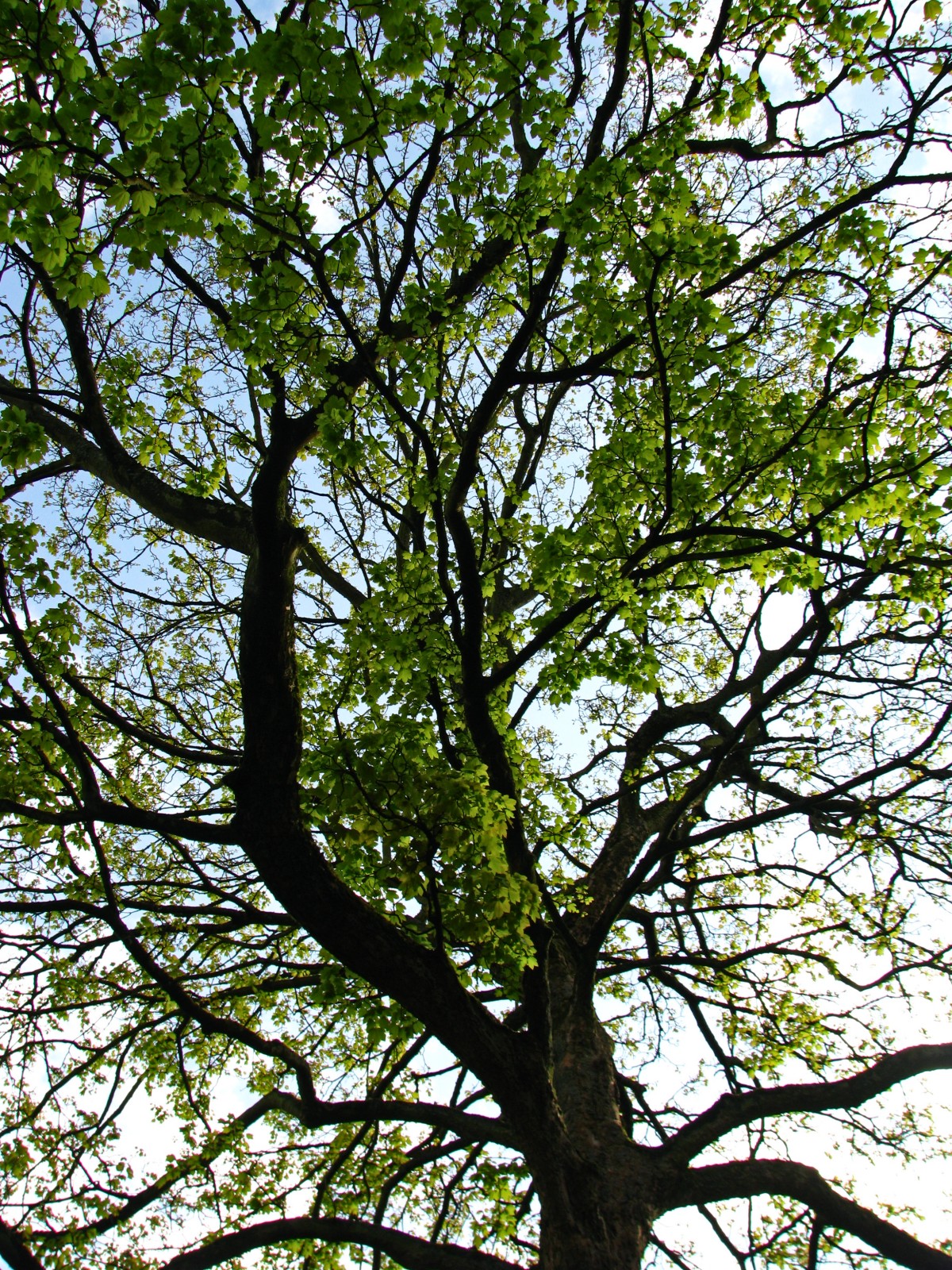 140415maple1.jpg