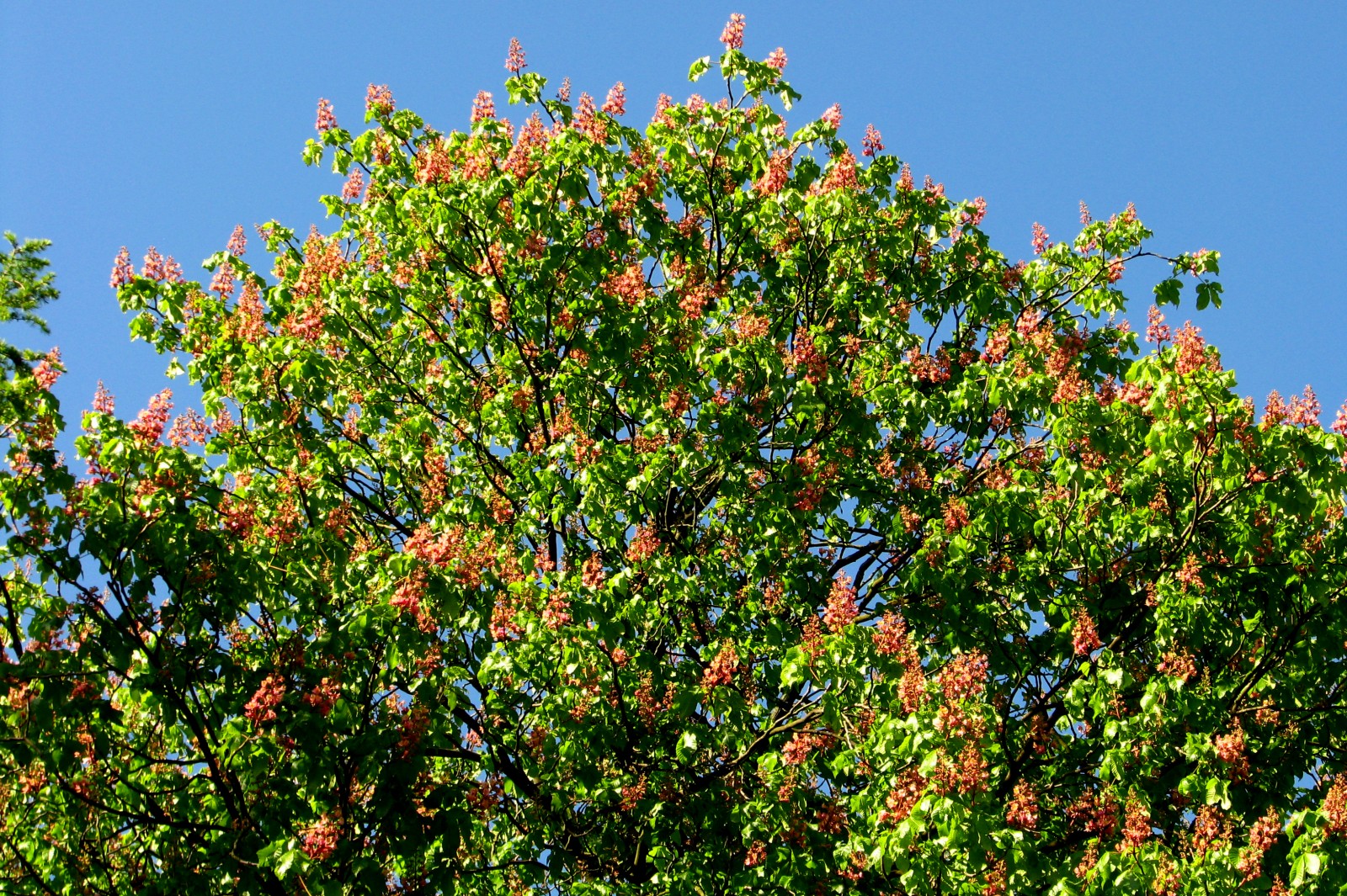 140416chestnutred1.jpg