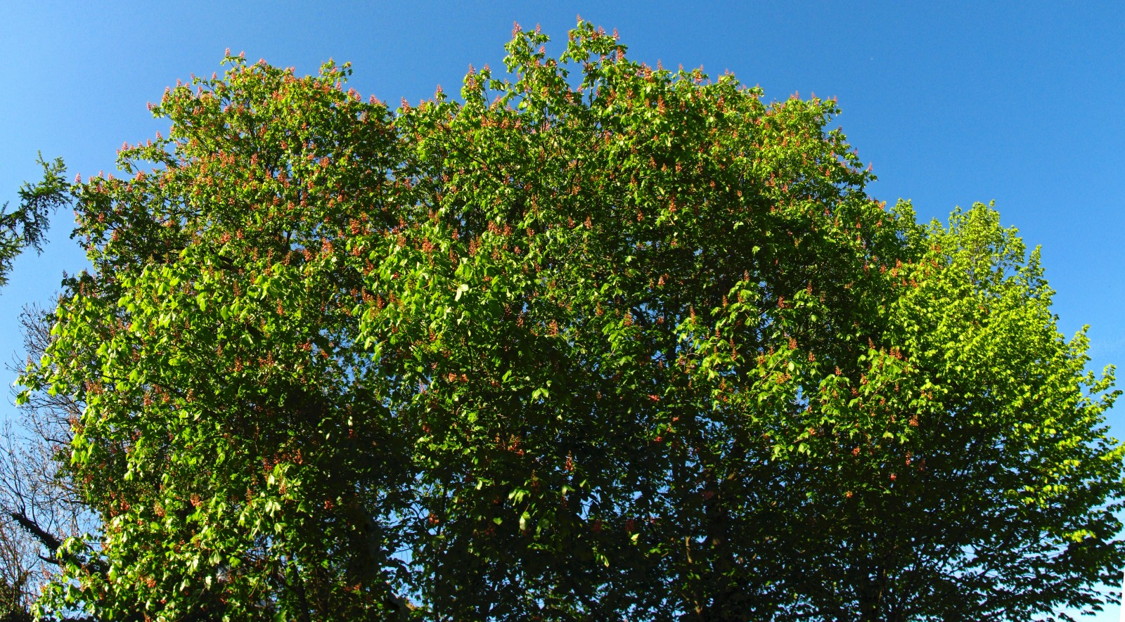 140416chestnutred2.jpg