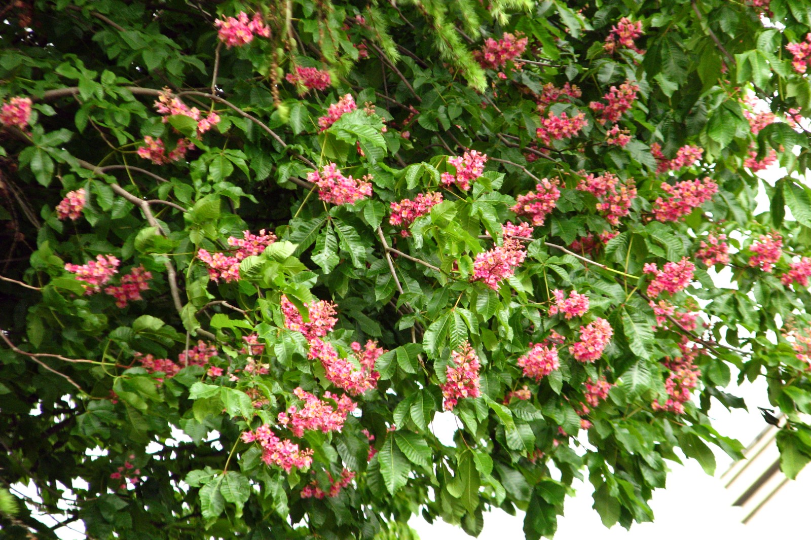 140423redchestnut1.jpg