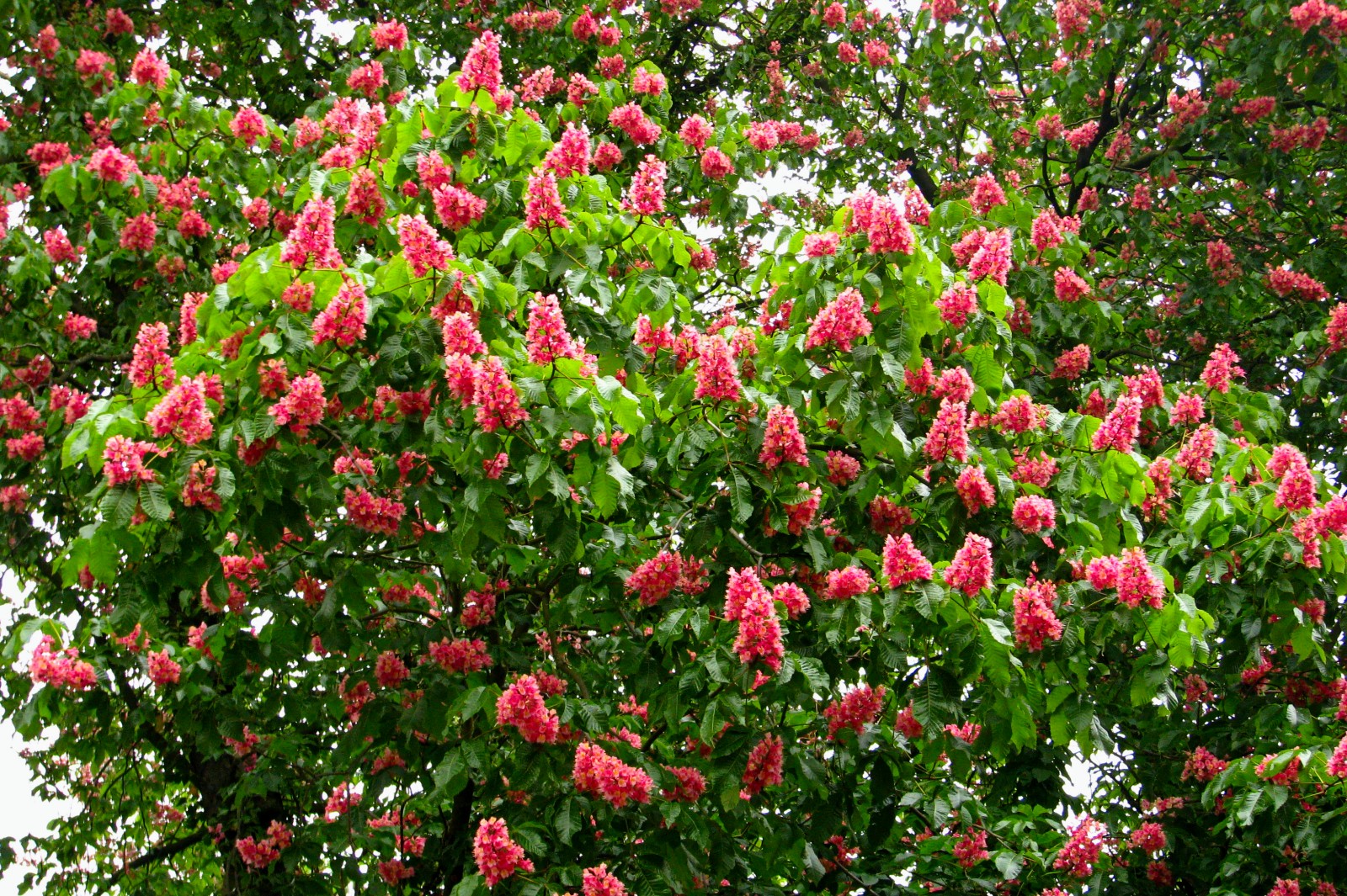 140429redchestnut1.jpg