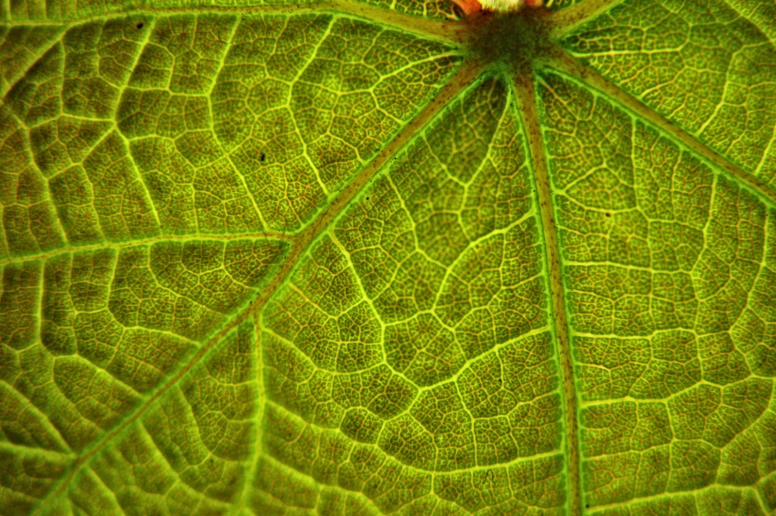 140515leafmaps.jpg