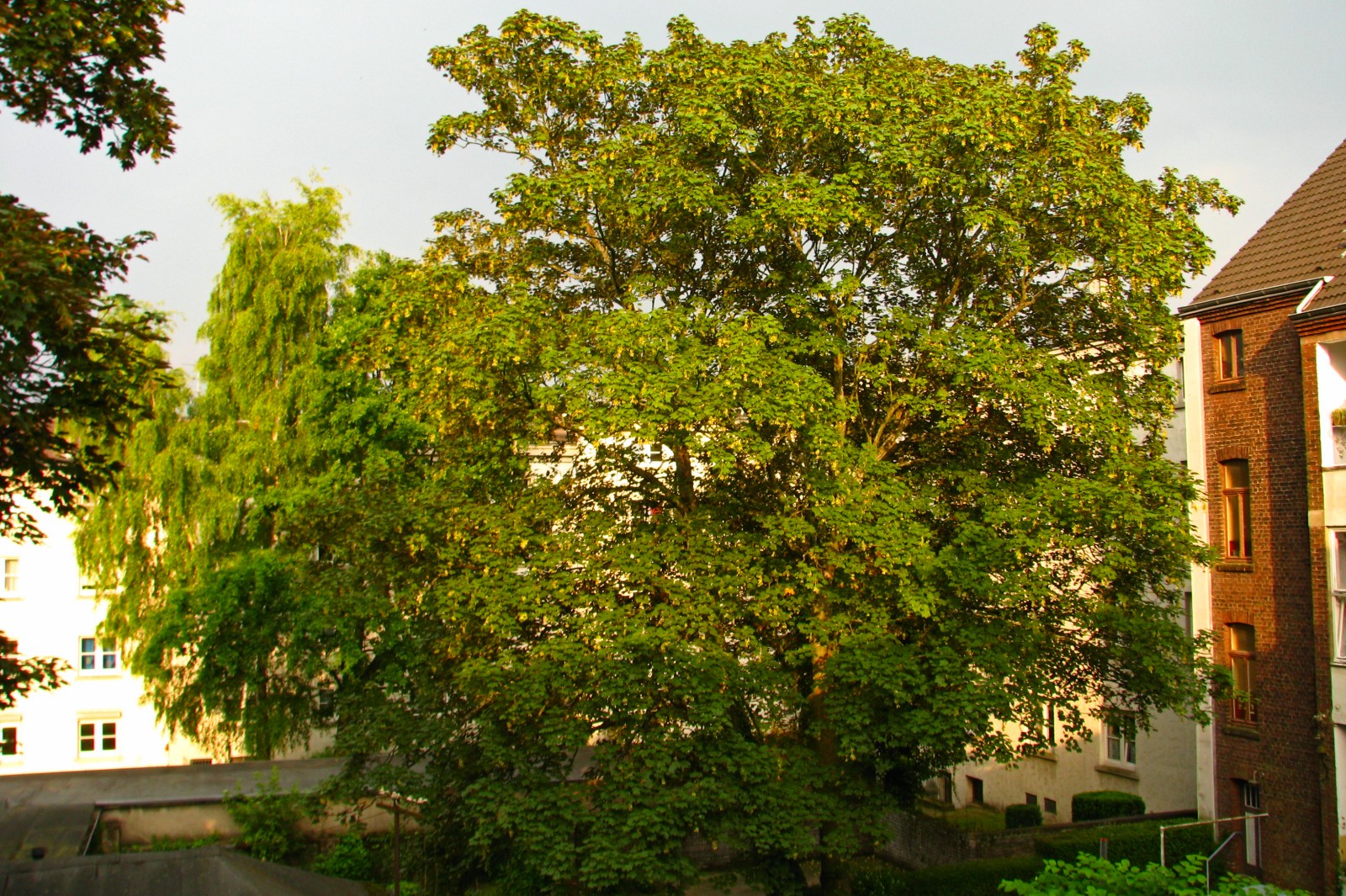 140603maple1.jpg