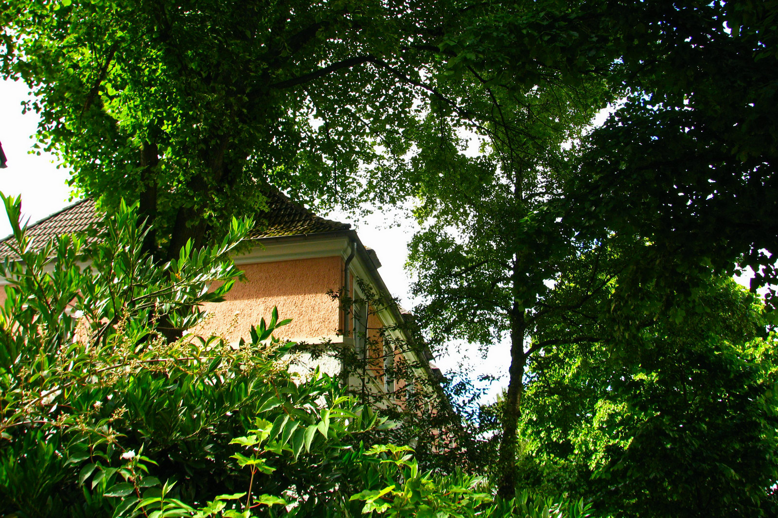 140605treehouses.jpg