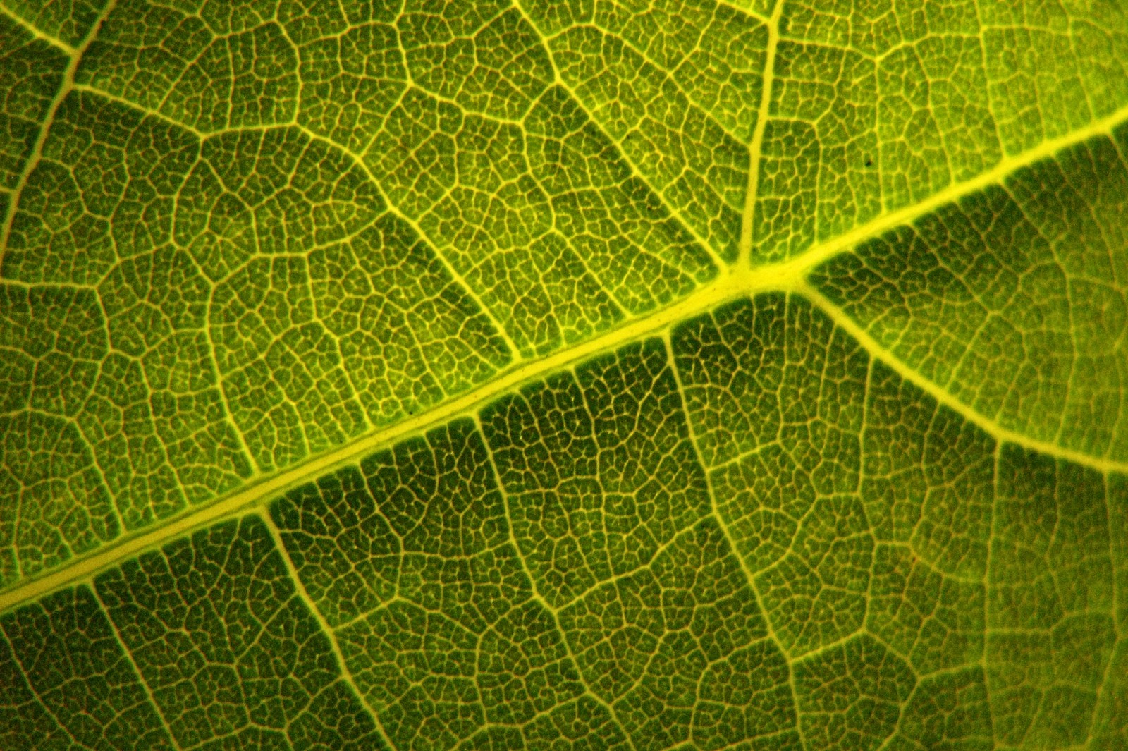 140608leafmaps2.jpg