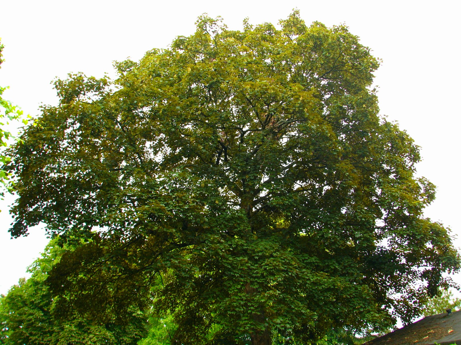 140617maple2.jpg
