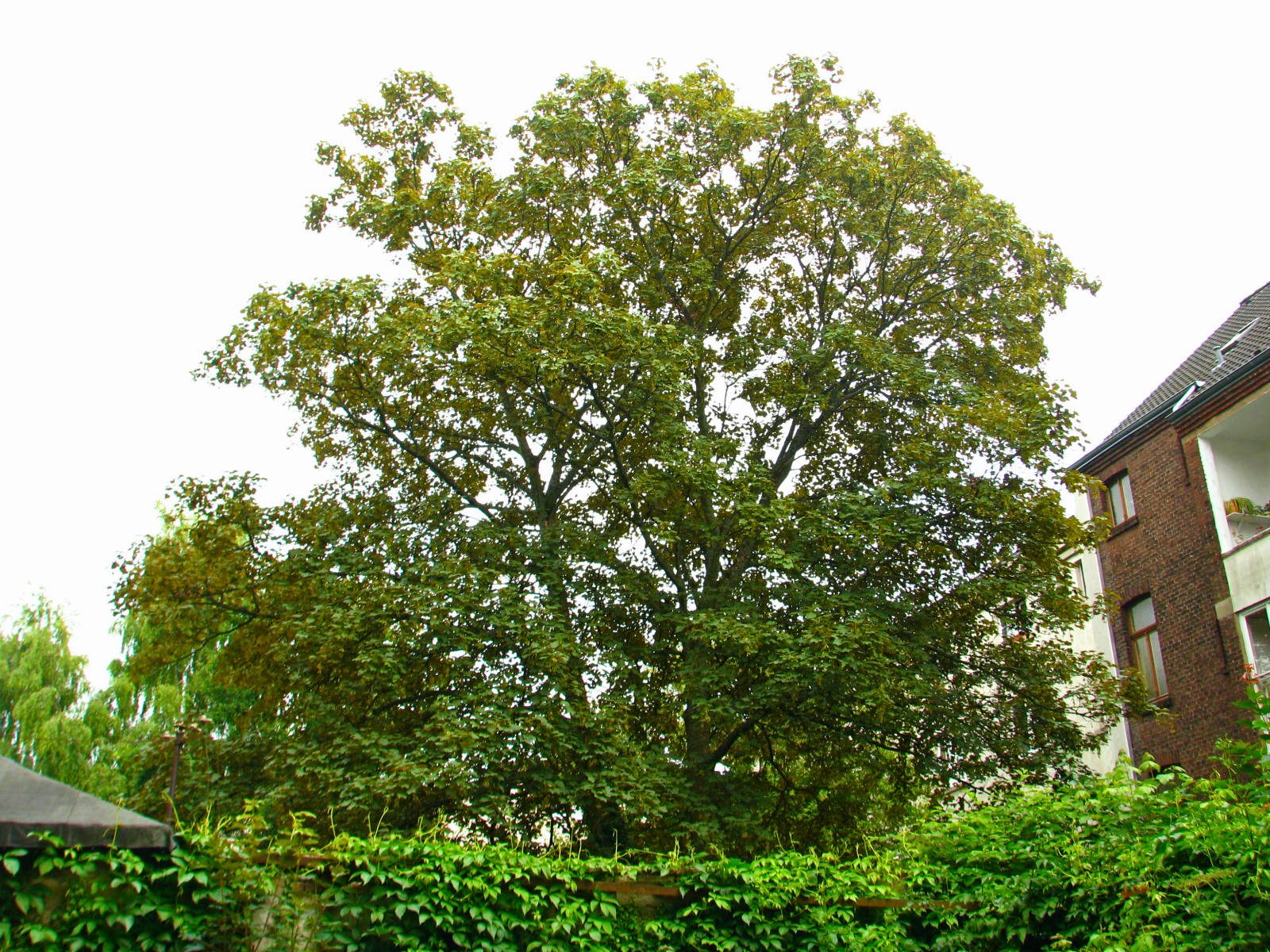140617maple3.jpg