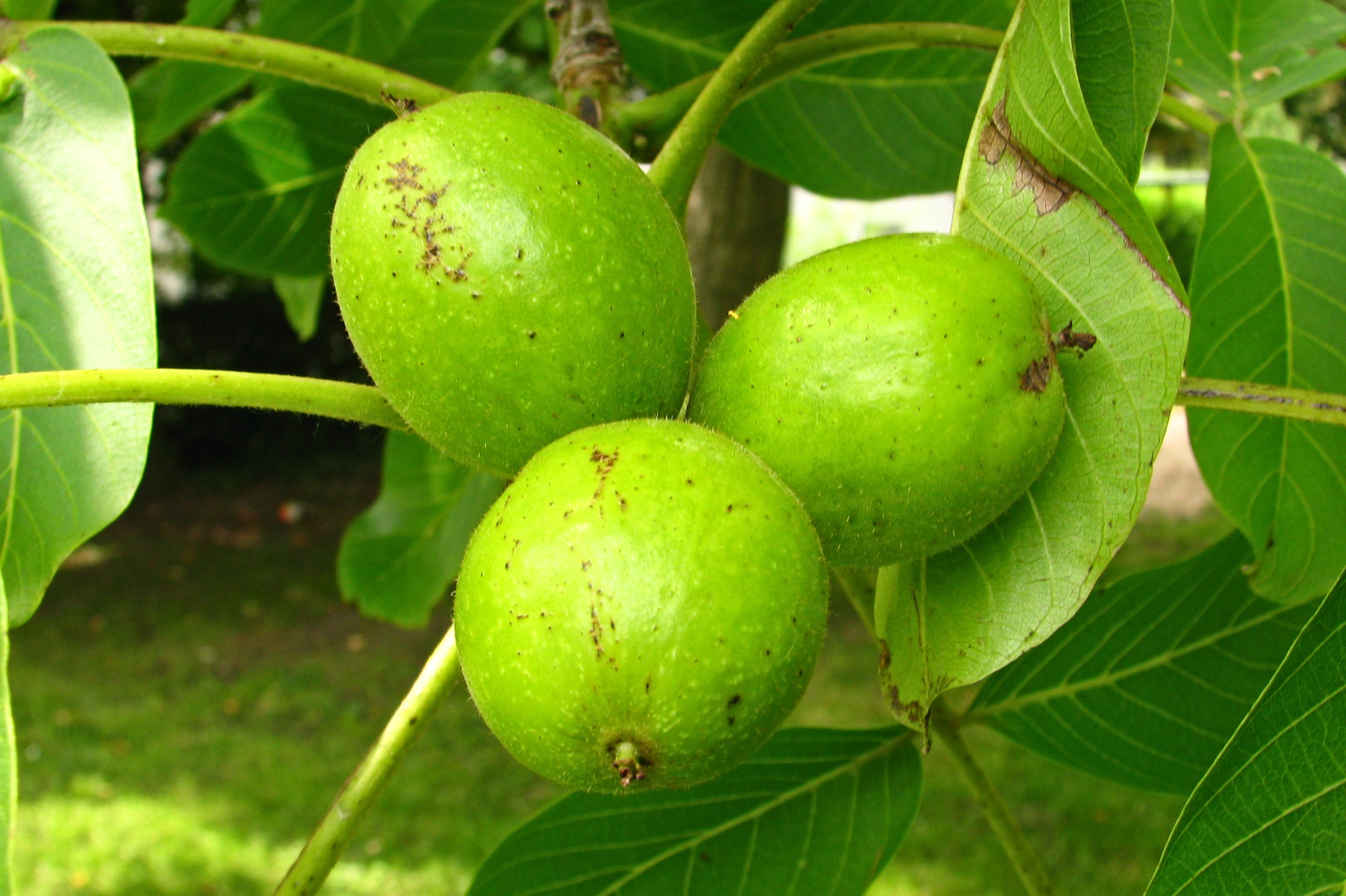 140617walnuts.jpg