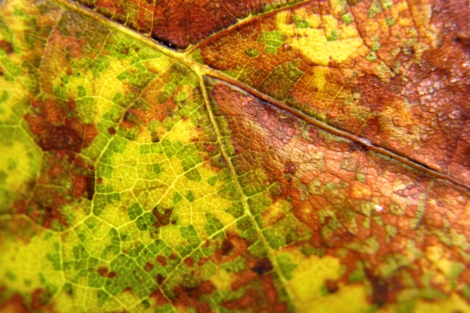 140916leafmaps1.jpg