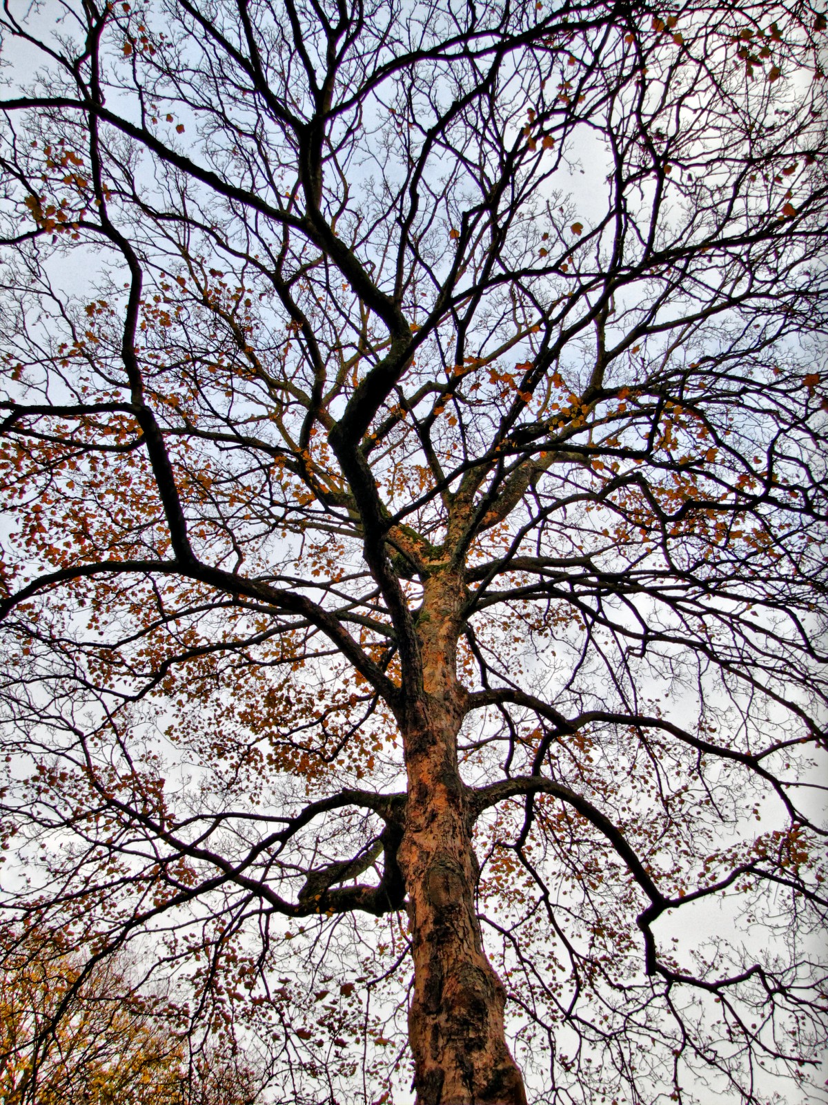 141117maple2.jpg