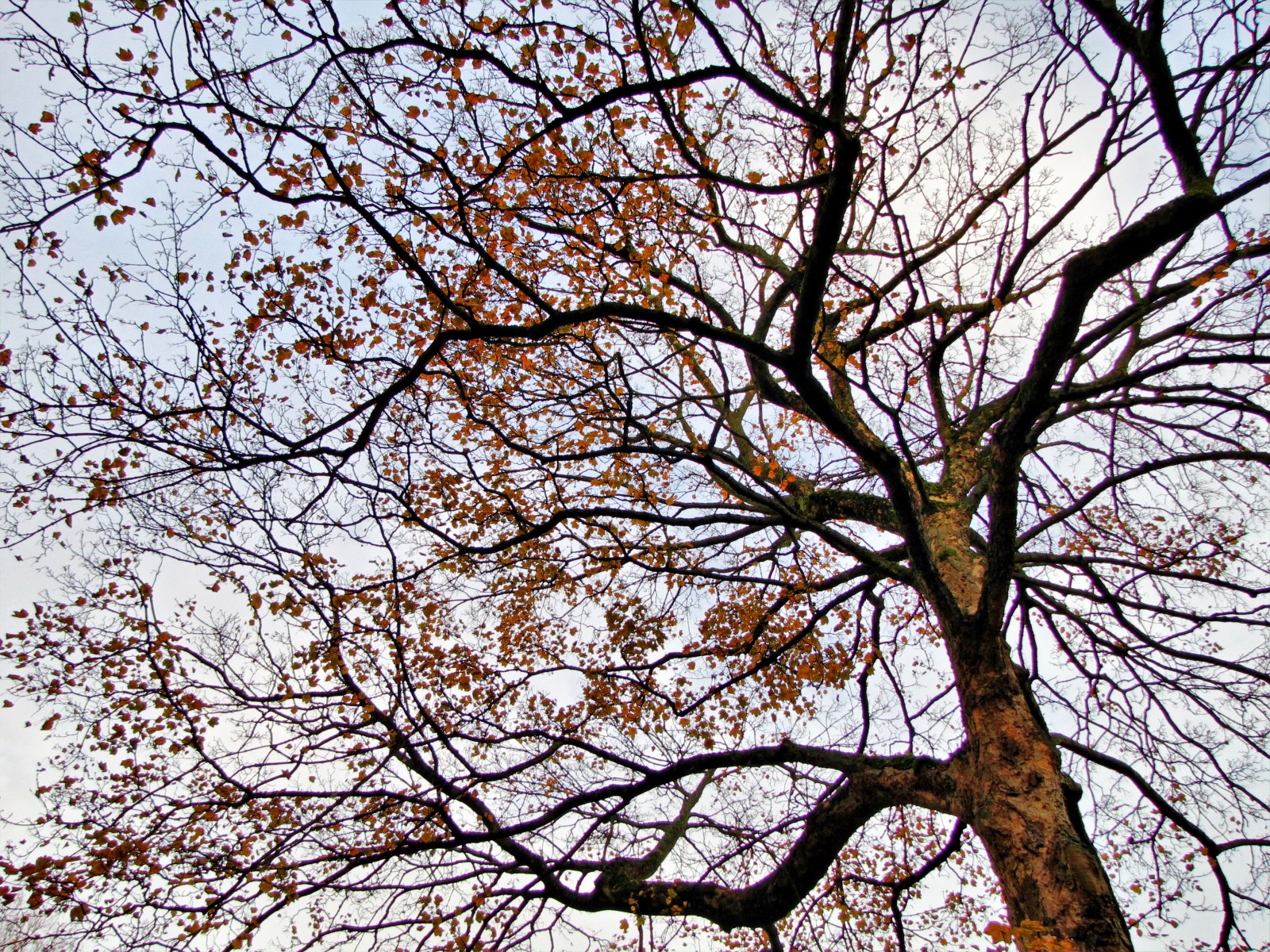 141117maple3.jpg