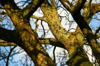 140302branches.jpg