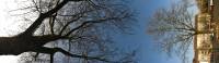 140305treepan.jpg