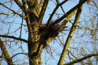 140310nest.jpg