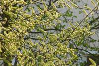 140329fuzzytree.jpg