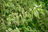 140407flooftree.jpg