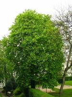 140408chestnut.jpg