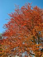 140408rotbuche1.jpg