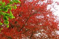 140415copperbeech.jpg