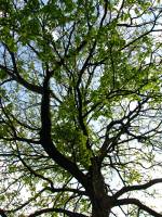 140415maple1.jpg