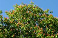 140416chestnutred1.jpg
