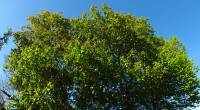 140416chestnutred2.jpg