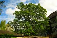140418maple3.jpg