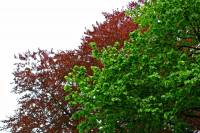 140423redbeech1.jpg