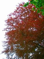 140423redbeech2.jpg