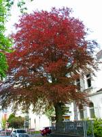 140423redbeech3.jpg