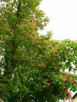 140423redchestnut2.jpg