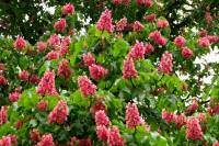 140429redchestnut2.jpg