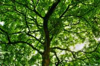 140430maple1.jpg