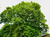 140430maple2.jpg